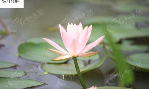 宝树堂再造丸功效网 | 宝树堂药品好吗,宝树堂药业