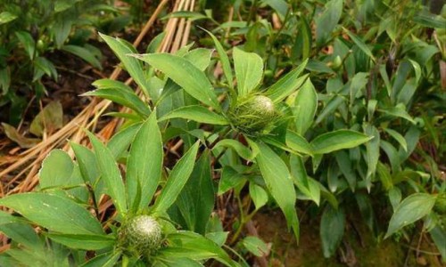 宝树堂再造丸功效网 | 宝树堂药品好吗,宝树堂药业